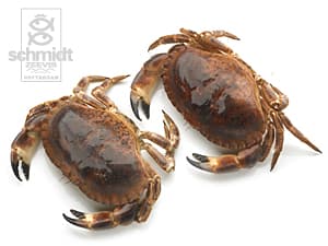 Crab Tourteau (levend)