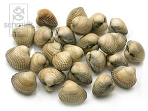 Kokkels
