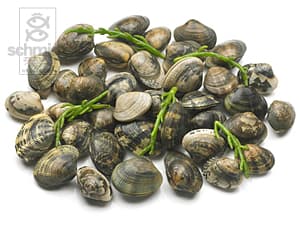 Vongole