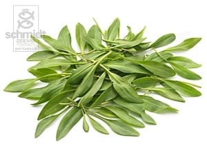 Lamsoren