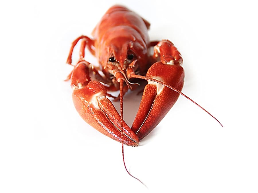 Rivierkreeft (levend)