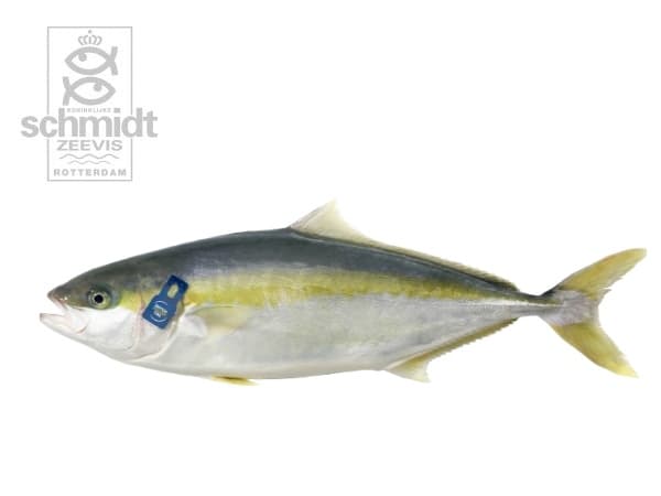 Dutch Yellowtail Kingfish, filet