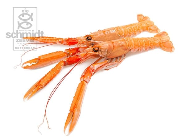 Langoustines, groot